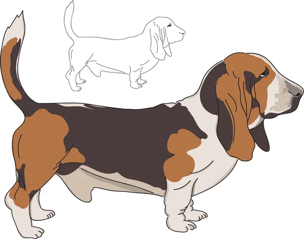 Basset hound — Stock vektor