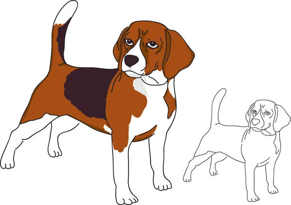 Beaglehund — Stockvektor