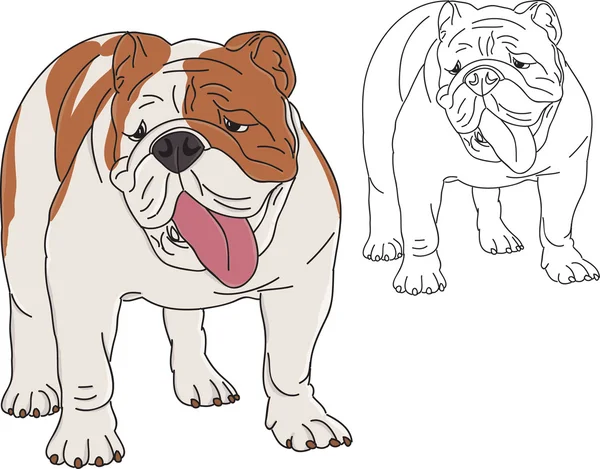 Bulldog anglais — Image vectorielle