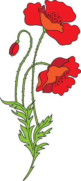 ケシの花 — ストックベクタ
