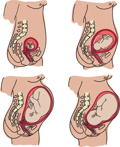 Schwangerschaft — Stockvektor