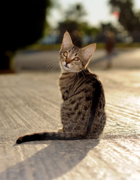 Kedi hayvanlar — Stok fotoğraf