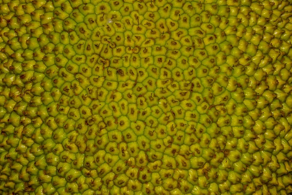 stock image Jackfruit texture