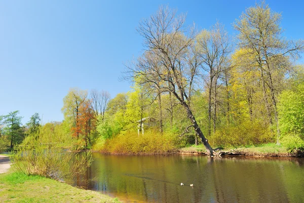 Prachtig park in het voorjaar — Stockfoto