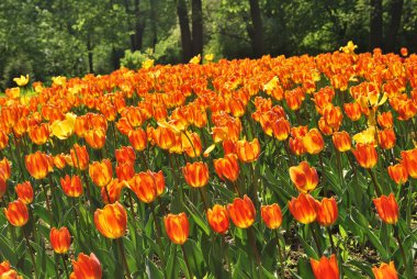 Orange tulips clipart