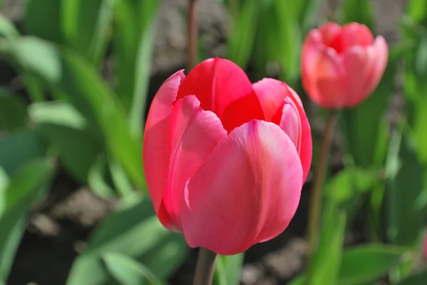 stock image Pink tulips