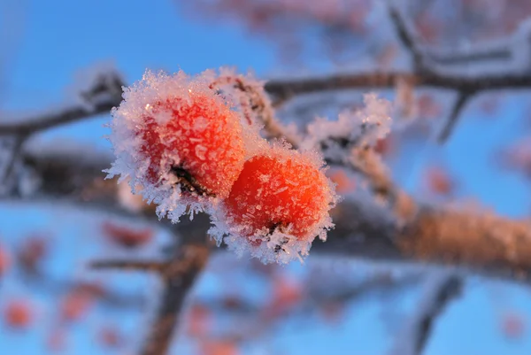 Piccole mele congelate — Foto Stock