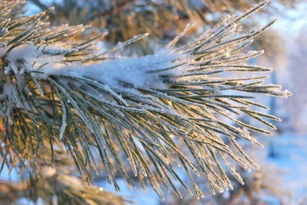 Twig of pine in frost — Stock Photo, Image