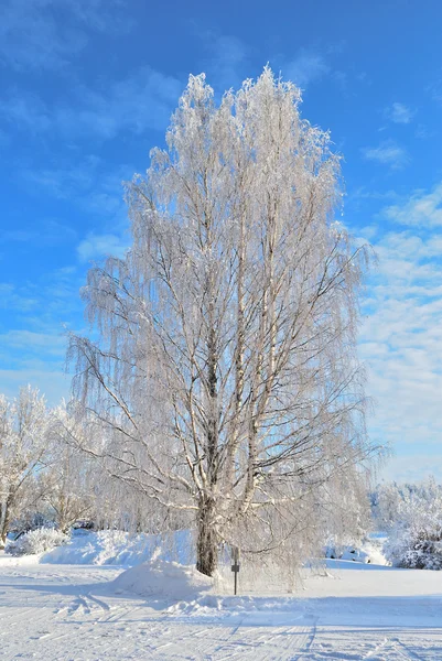 Mooie berk-boom bedekt met vorst — Stockfoto