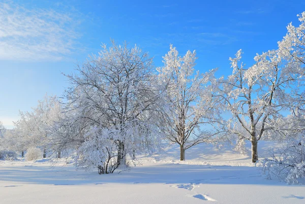 Финляндия. Зимний парк в Иматре — стоковое фото