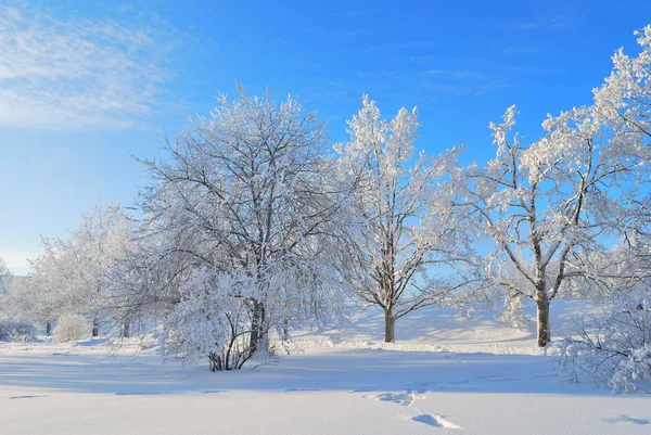 Finland. Vinterparken i imatra — Stockfoto