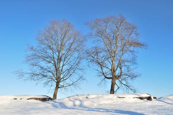 Twee mooie bomen — Stockfoto