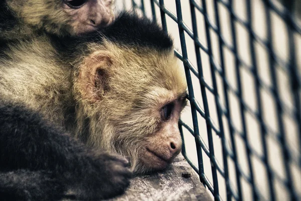Monkeys in a Cage — Stock Photo, Image