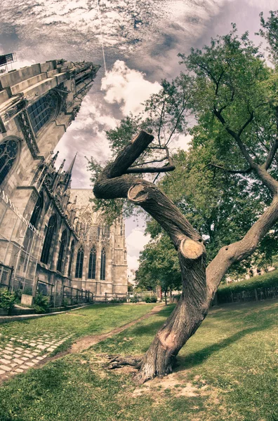 树木和纪念碑在 burggarten，维也纳 — 图库照片