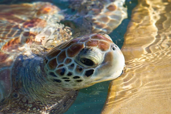 Sea Turtle Eyes and Face — Stock Photo, Image