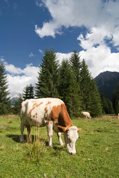 Wypas zwierząt na łąkach Dolomity, Włochy — Zdjęcie stockowe
