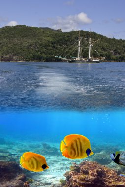 içinde whitsundays, Avustralya deniz yaşamı