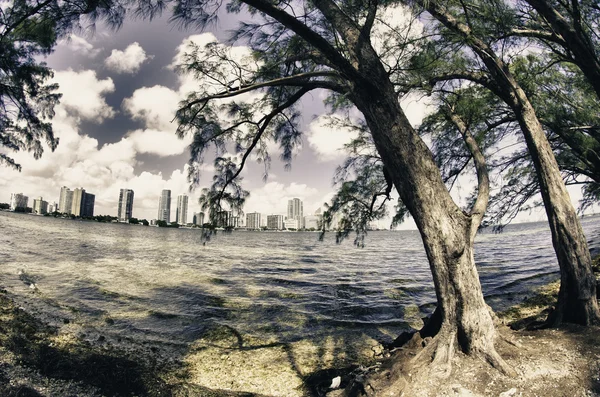 Vegetación de Hobie Island Beach Park en Miami — Foto de Stock