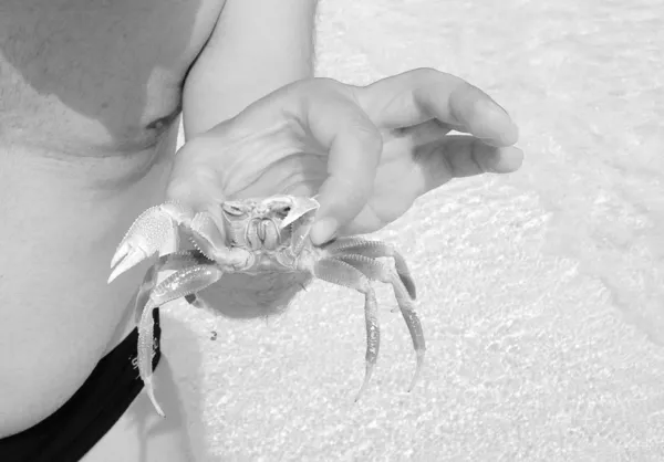 Crab in the Maldives — Stockfoto