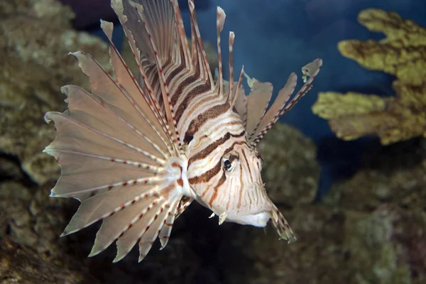 Lionfish in Coral — Stock Photo, Image