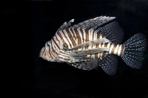 Tek lionfish — Stok fotoğraf