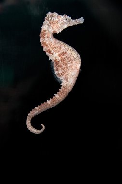 Seahorse clipart