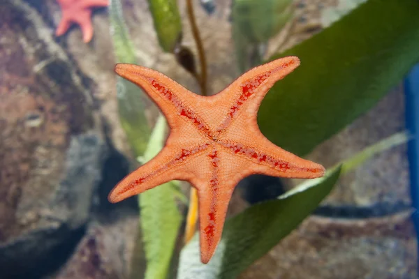 Starfish Underside — Stock Photo, Image