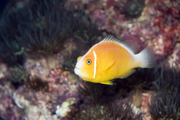 Yellow Fish — Stock Photo, Image