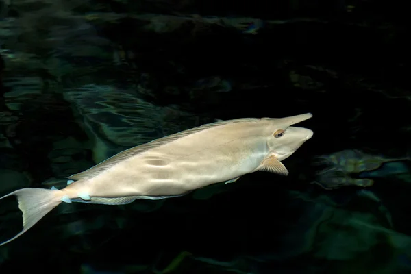 Deniz burun balık — Stok fotoğraf