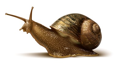 Illustration of a snail clipart