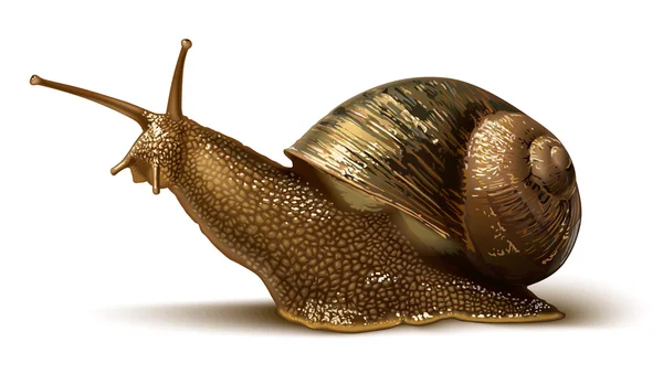 Illustration of a snail — Stock Vector