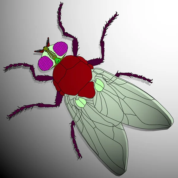 Caricatura de mosca — Archivo Imágenes Vectoriales