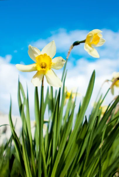 Primavera narciso flores en el cielo fondo — Foto de Stock