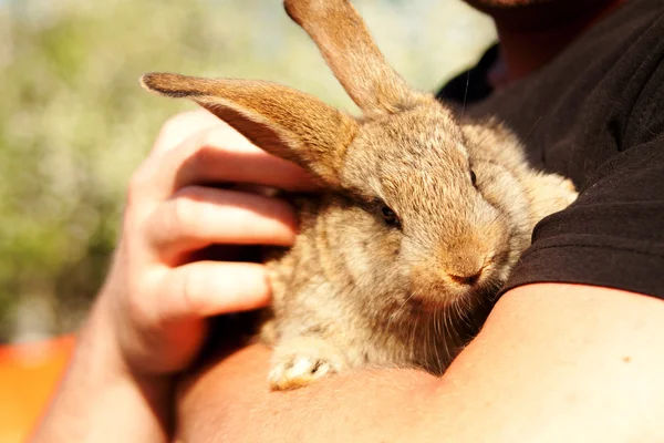 Kleines Kaninchen in den Händen des Menschen — Stockfoto