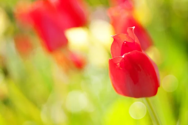 Våren tulpan blommor i trädgården — Stockfoto