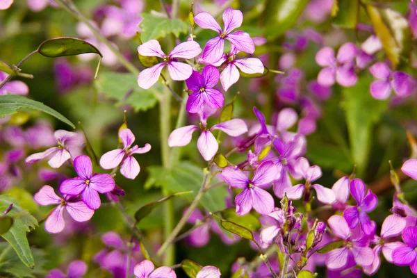 紫花园里的花 — 图库照片