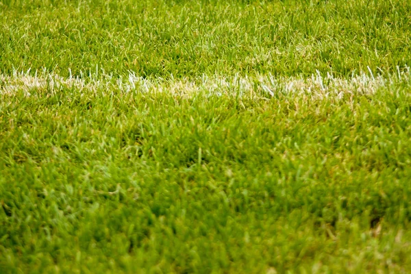 Белая полоса на зеленой траве футбольного поля — стоковое фото