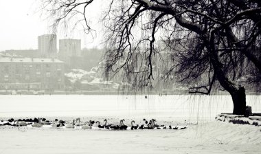 Winter scene of a lake,birds and urban city clipart