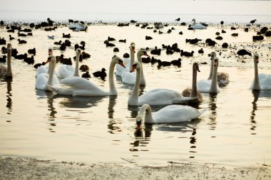 Ducks and swans on the winter lake clipart