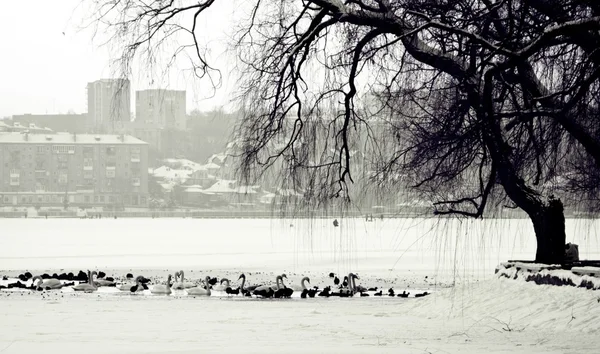 Zimní scény jezero, ptáků a městském — Stock fotografie