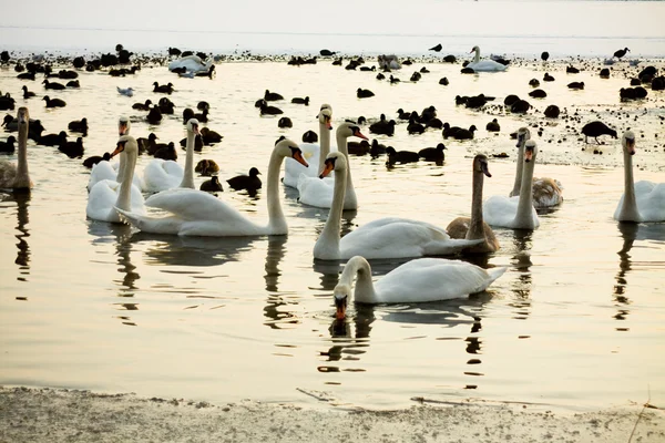 Patos y cisnes en el lago de invierno —  Fotos de Stock