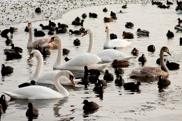 Ducks and swans on the winter lake — Stock Photo, Image