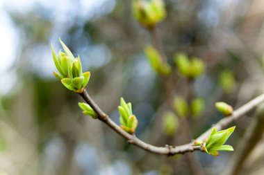 The first spring leaves clipart