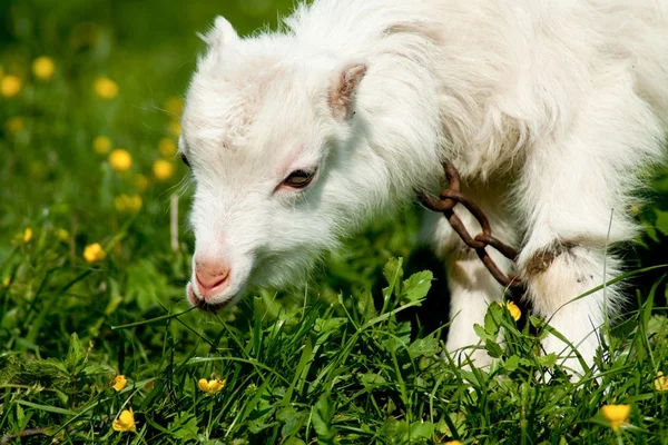 stock image White little goat eating grass in bright simmer day