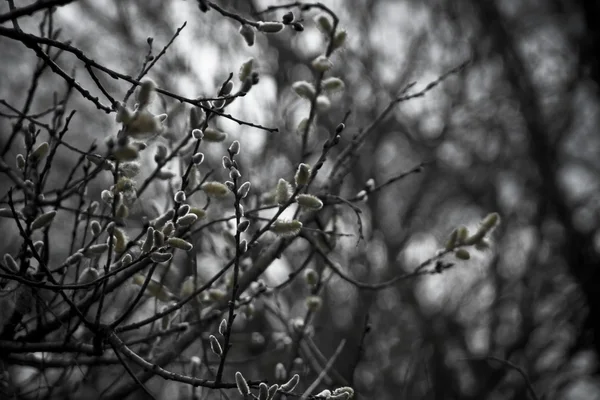 The first spring gentle leaves — Stock Photo, Image