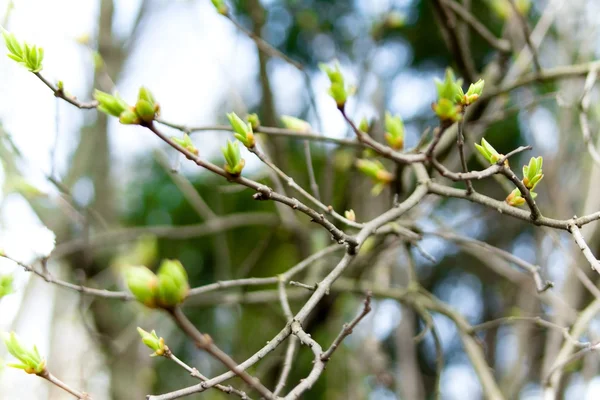 Las primeras hojas de primavera — Foto de Stock