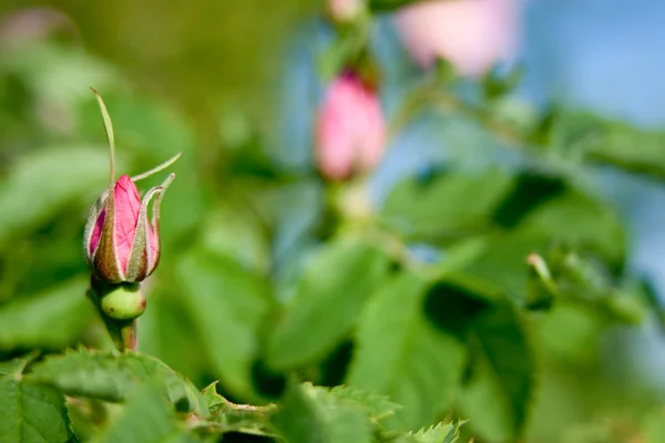 Trandafiri roz sălbatic pe un fundal de cer — Fotografie, imagine de stoc