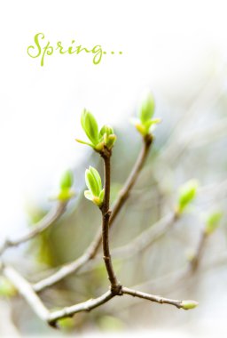 İlk Bahar yumuşak yaprakları, tomurcukları ve makro backgrou dalları