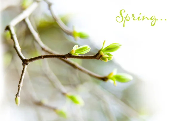 stock image The first spring gentle leaves, buds and branches macro backgrou