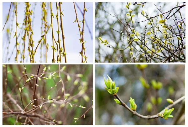 Conjunto de las primeras hojas, brotes y ramas suaves de primavera — Foto de Stock